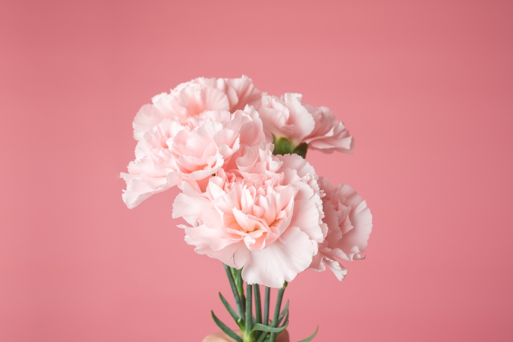 carnation best flower to celebrate newborn - 5 Best Flowers to Celebrate a Newborn’s Arrival