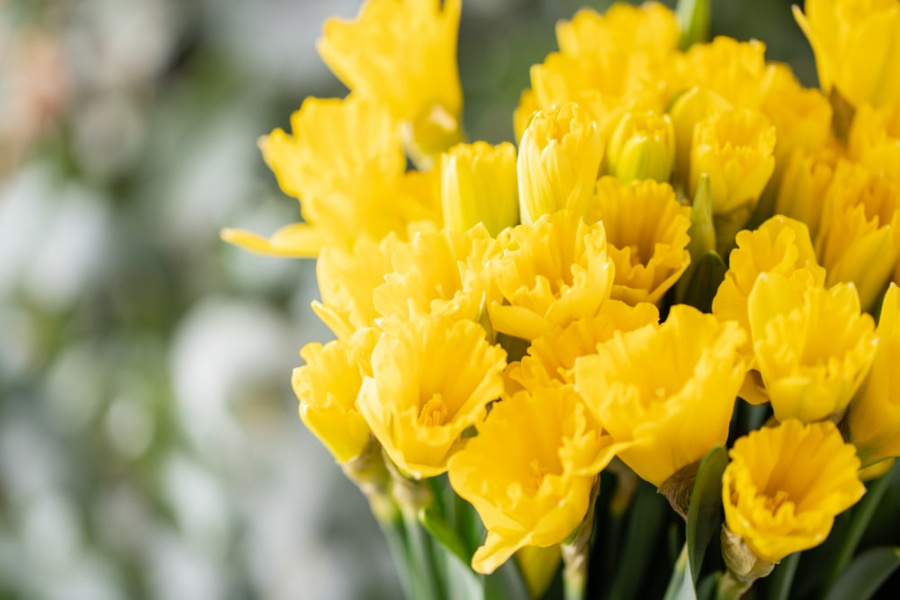 The Language of Flowers What Do They Really Mean? BearloonSG