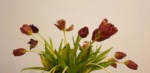 Keep Your Blooms Fresh How Long Can Flowers Last Without Water
