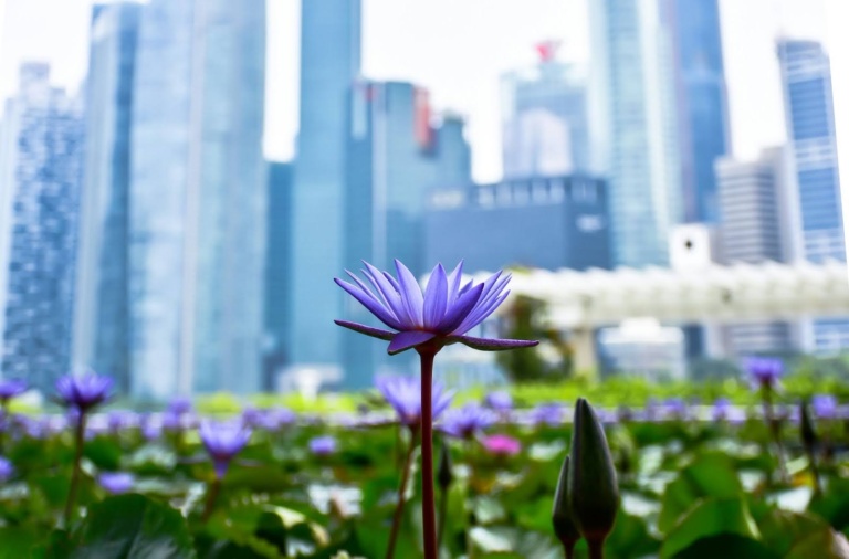 15 Most Fragrant Flowers In Singapore