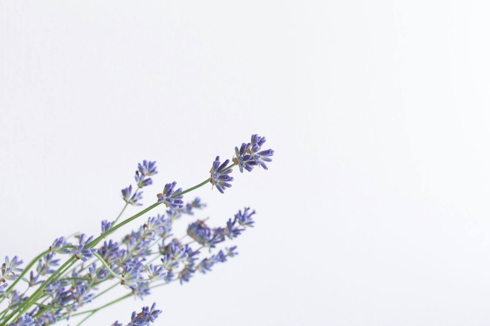 Lavender (Lavandula)