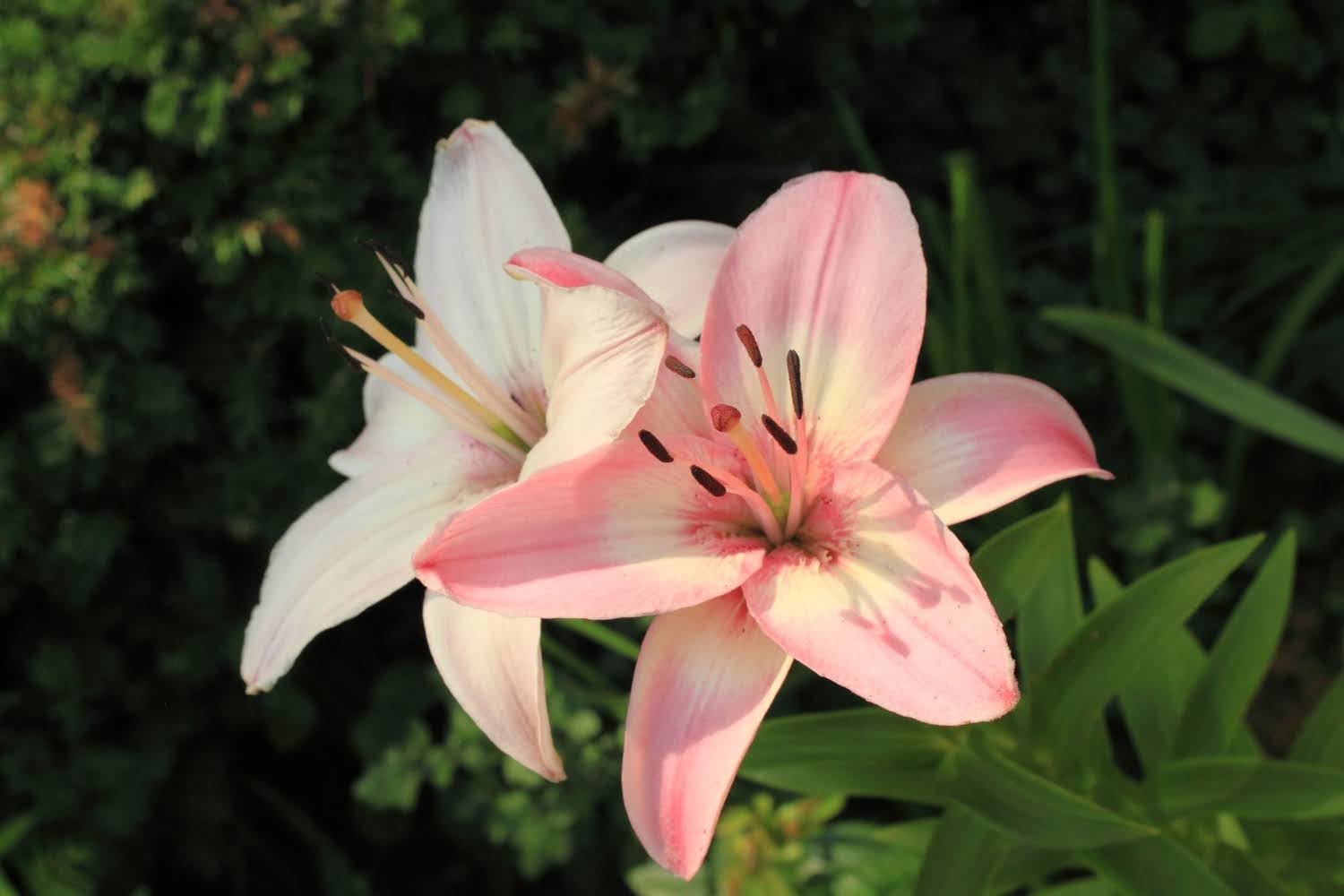 Lily (Lilium)