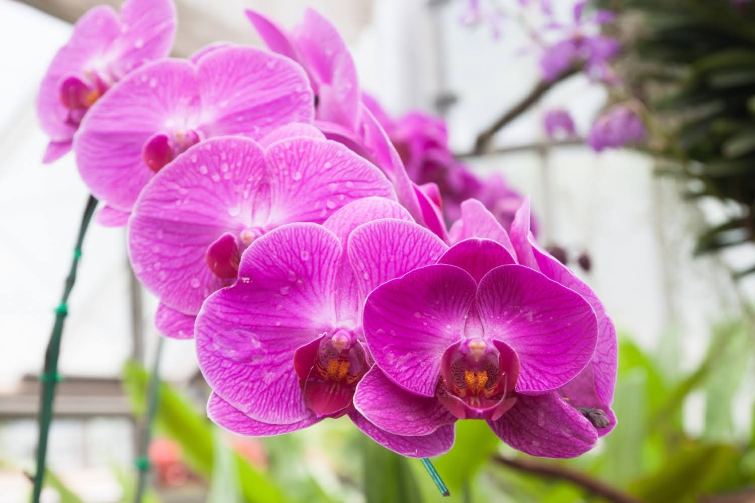 Orchids