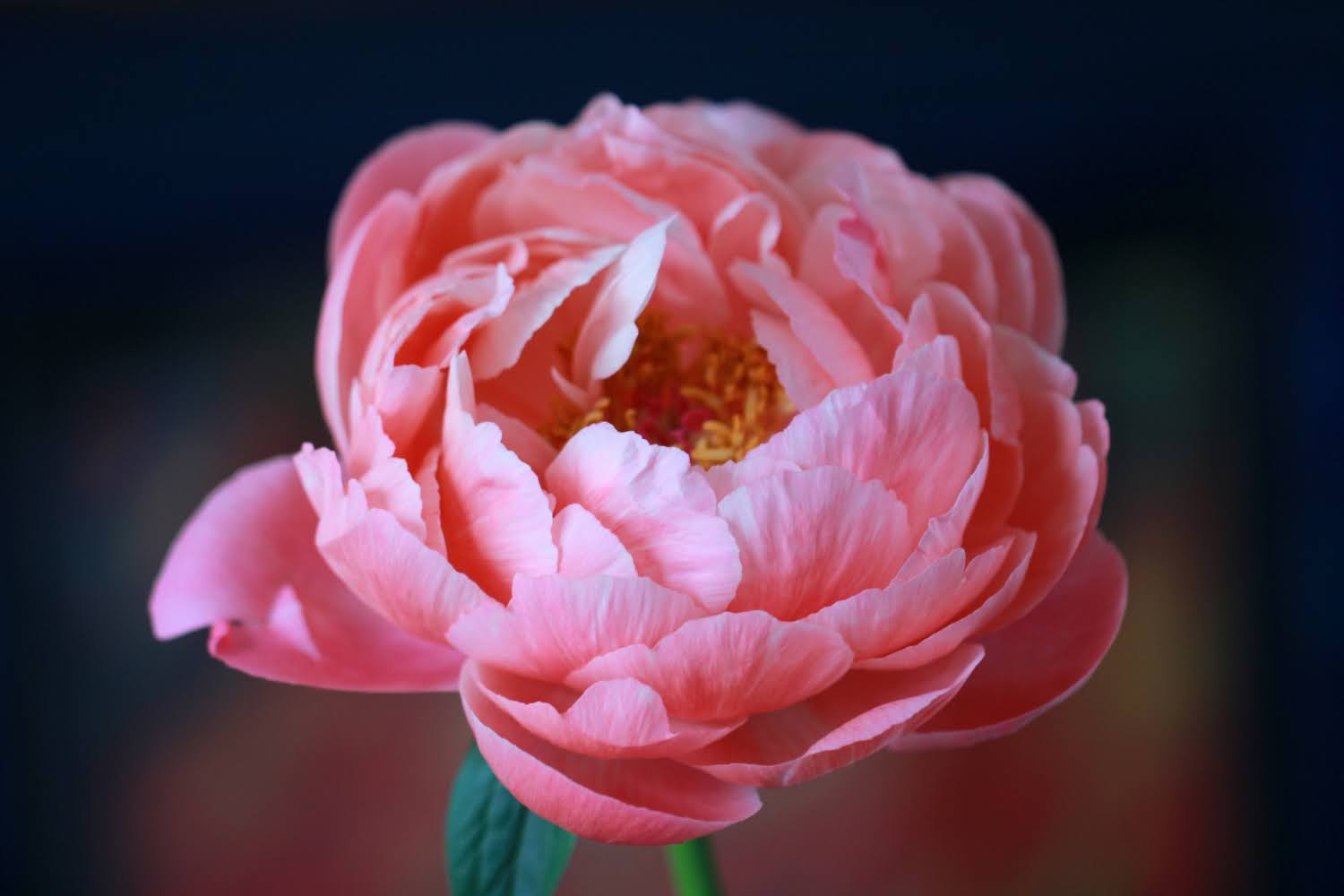 Peony (Paeonia)