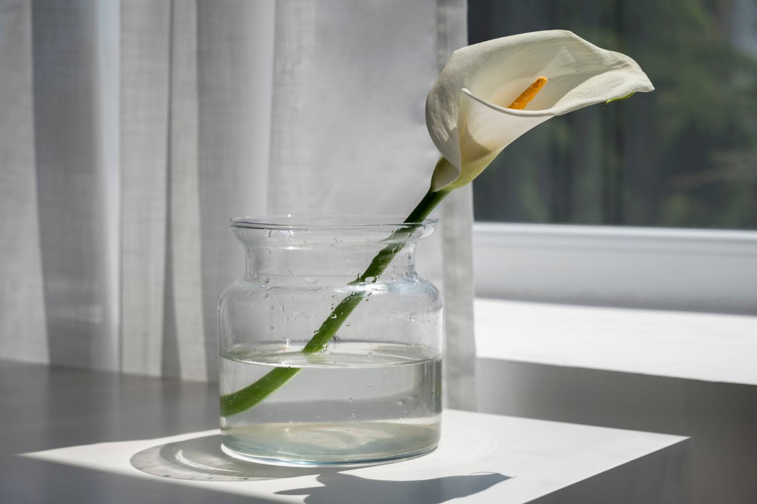 The Single Statement Stem