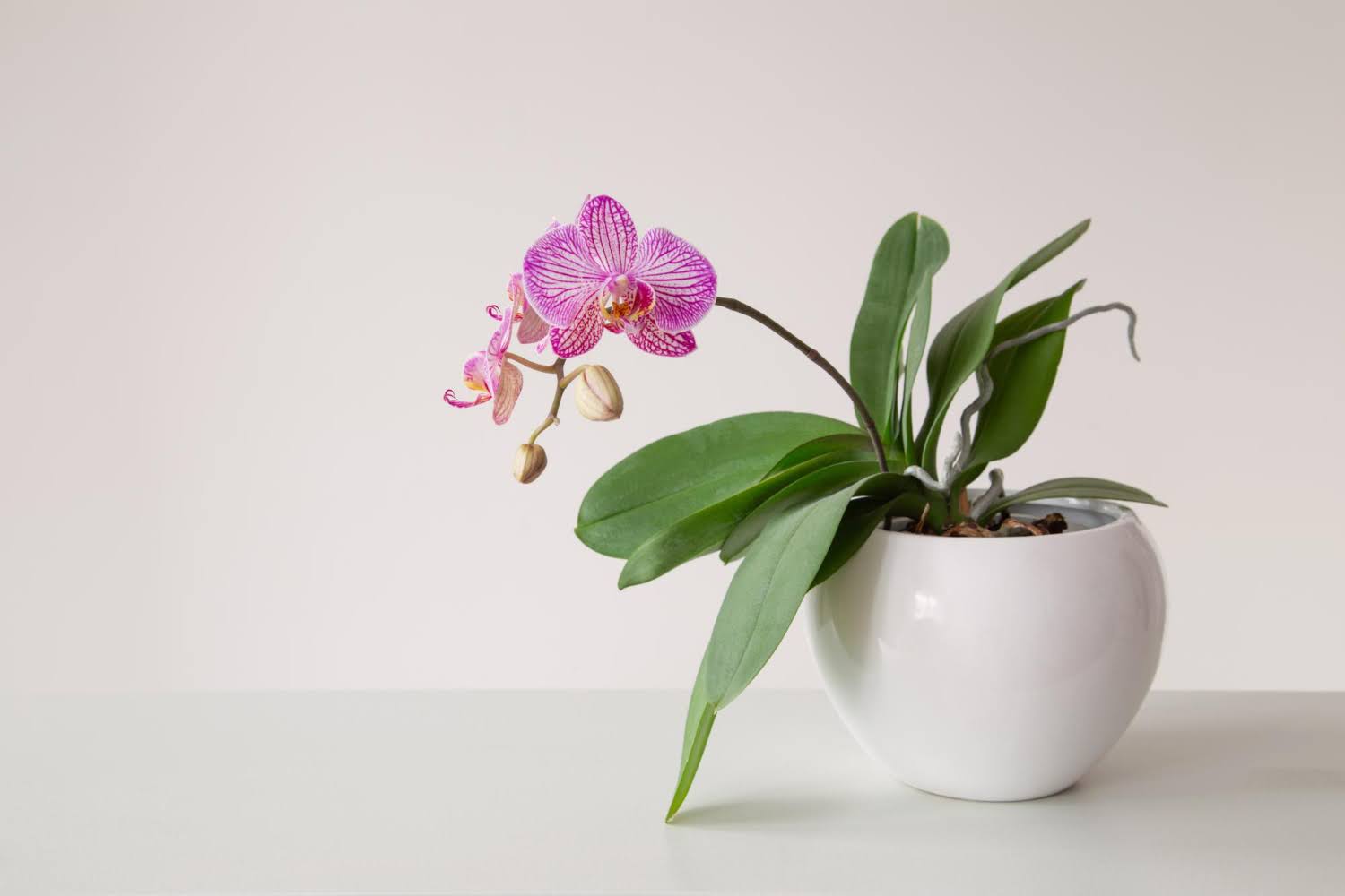 The Tall Orchid Feature