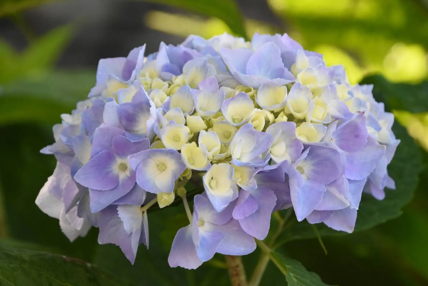 1. Hydrangeas