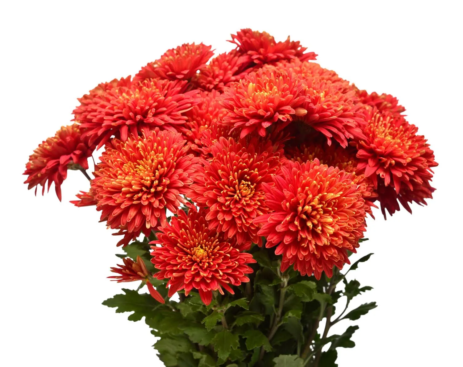 4. Red Chrysanthemums