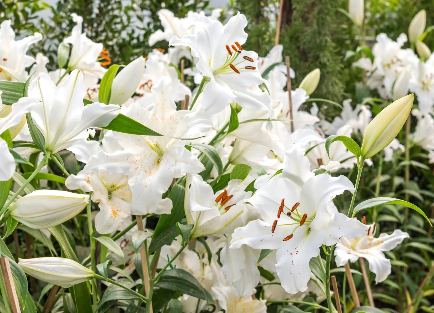 6. White Lilies