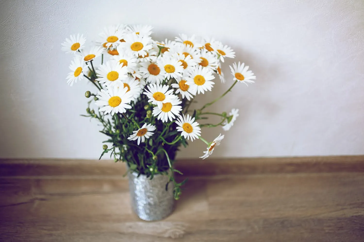 8. Daisies