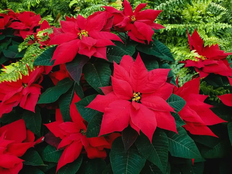 Why Are Poinsettias Christmas Flowers History, Meaning, and Care Guide