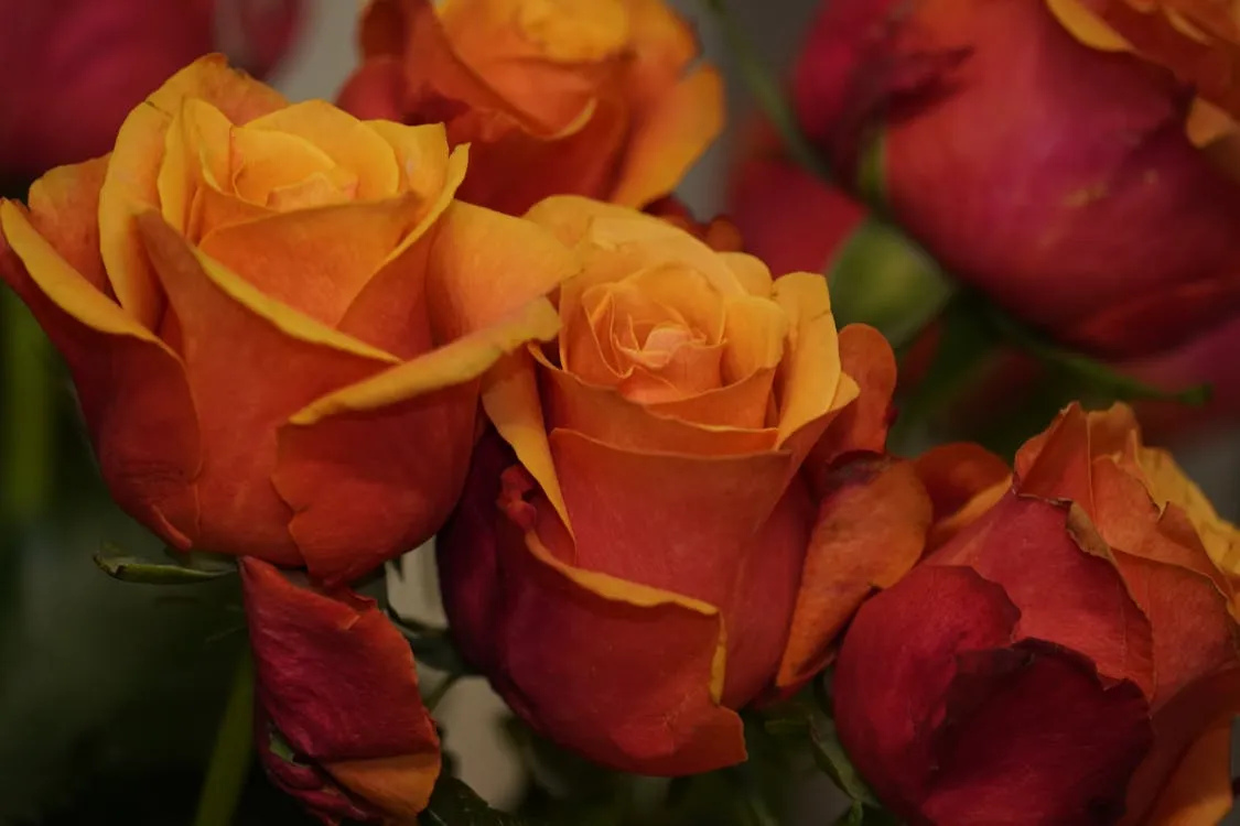 A Brief History Of Orange Roses