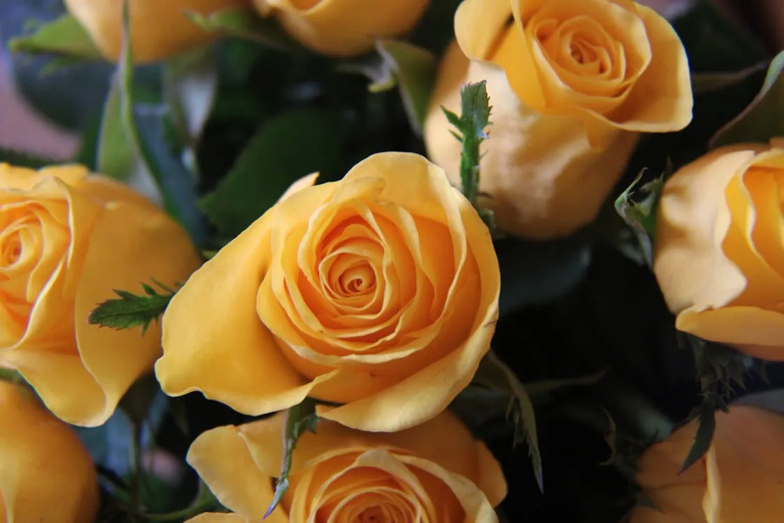 Best Occasions To Send Yellow Roses