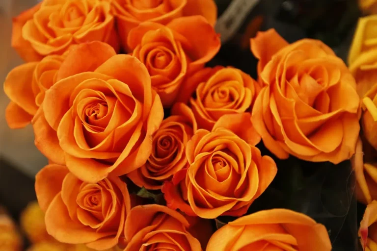 Orange Roses Meaning Unlocking The Secrets Of Fiery Blooms