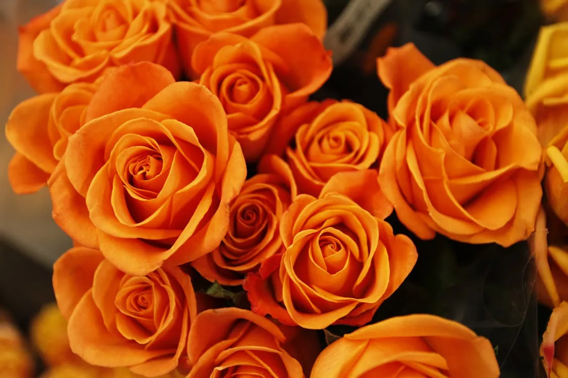 Orange Roses Meaning Unlocking The Secrets Of Fiery Blooms