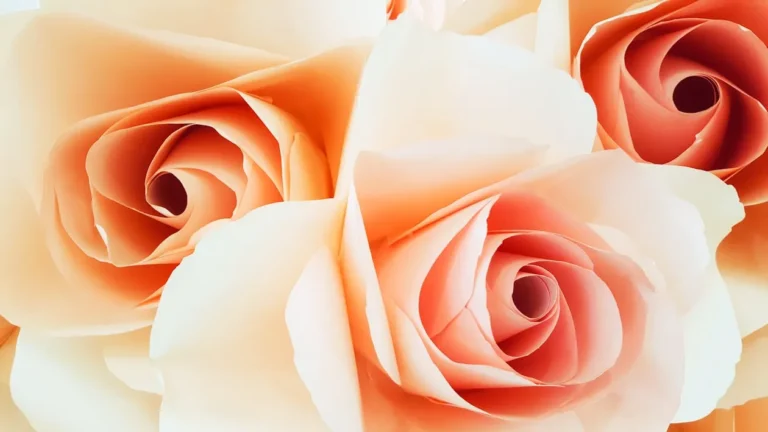 Peach Roses Meaning A Guide To Their Hidden Symbolism
