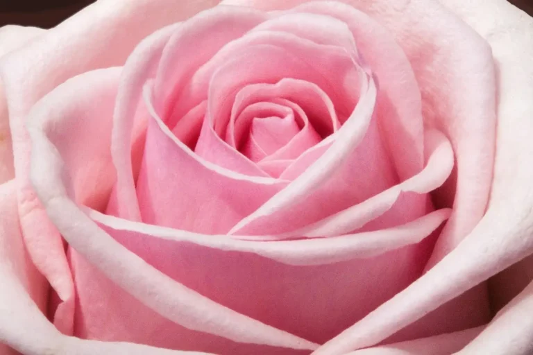 Pink Roses Meaning: The Secret Language Of Sweetness And Grace