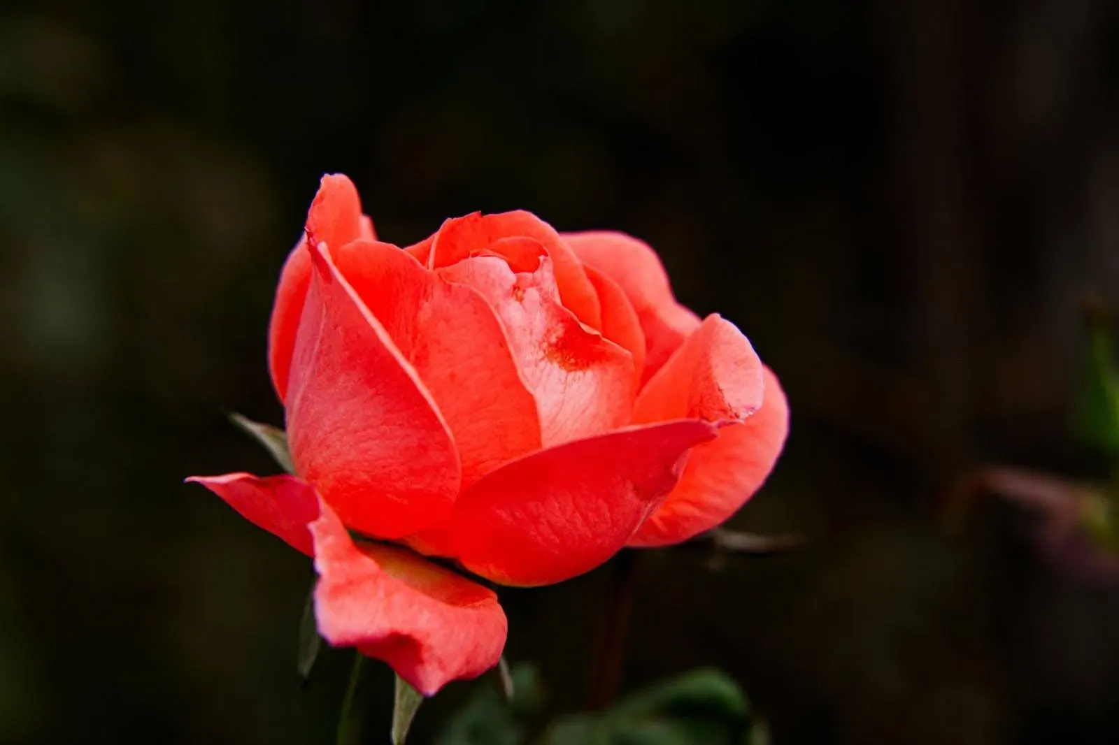 Popular Occasions To Gift Coral Roses