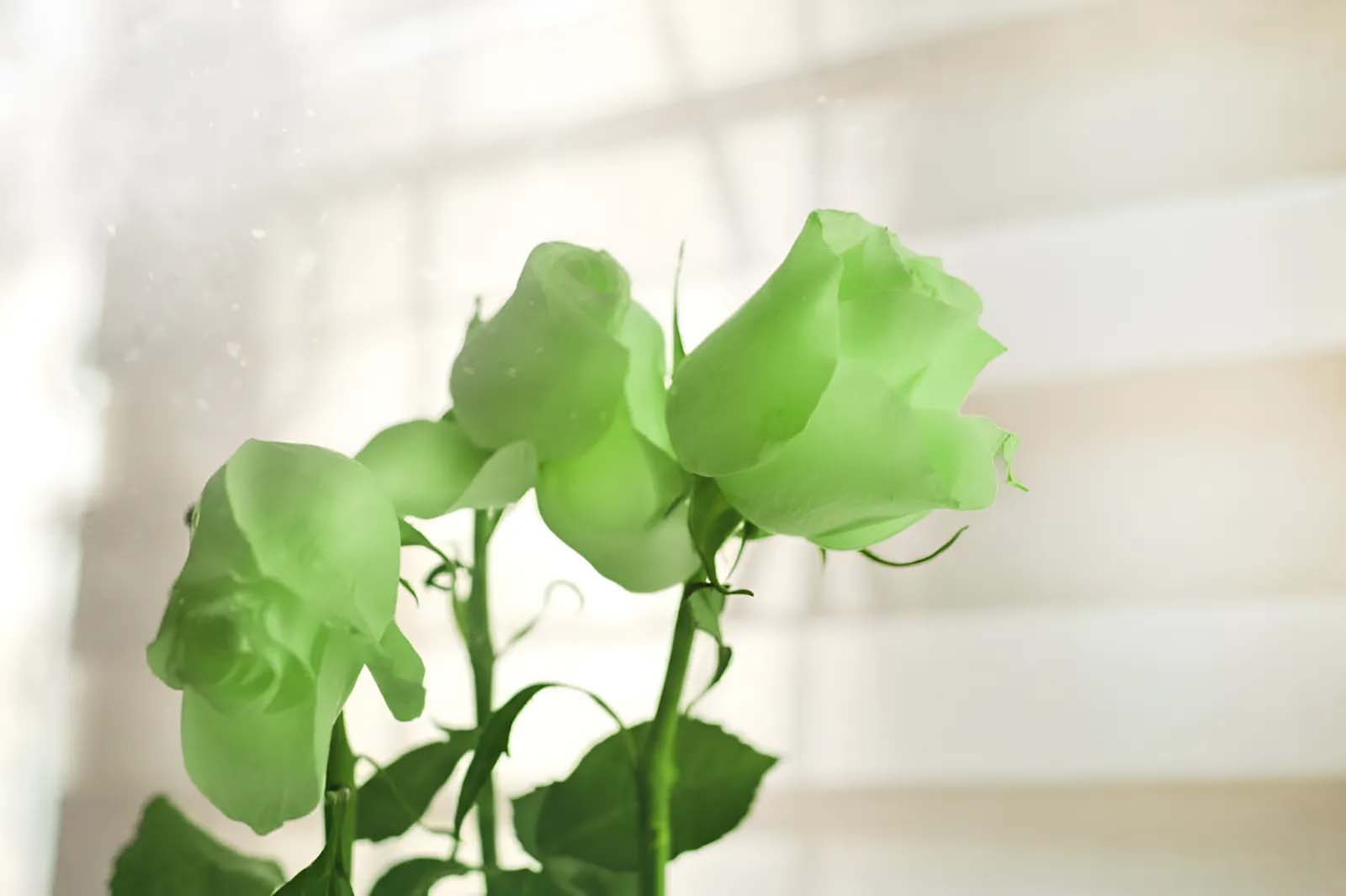 Popular Varieties: Are Green Roses Natural Or Dyed?