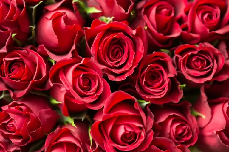 Red Roses Meaning Decoding The Ultimate Love Flower