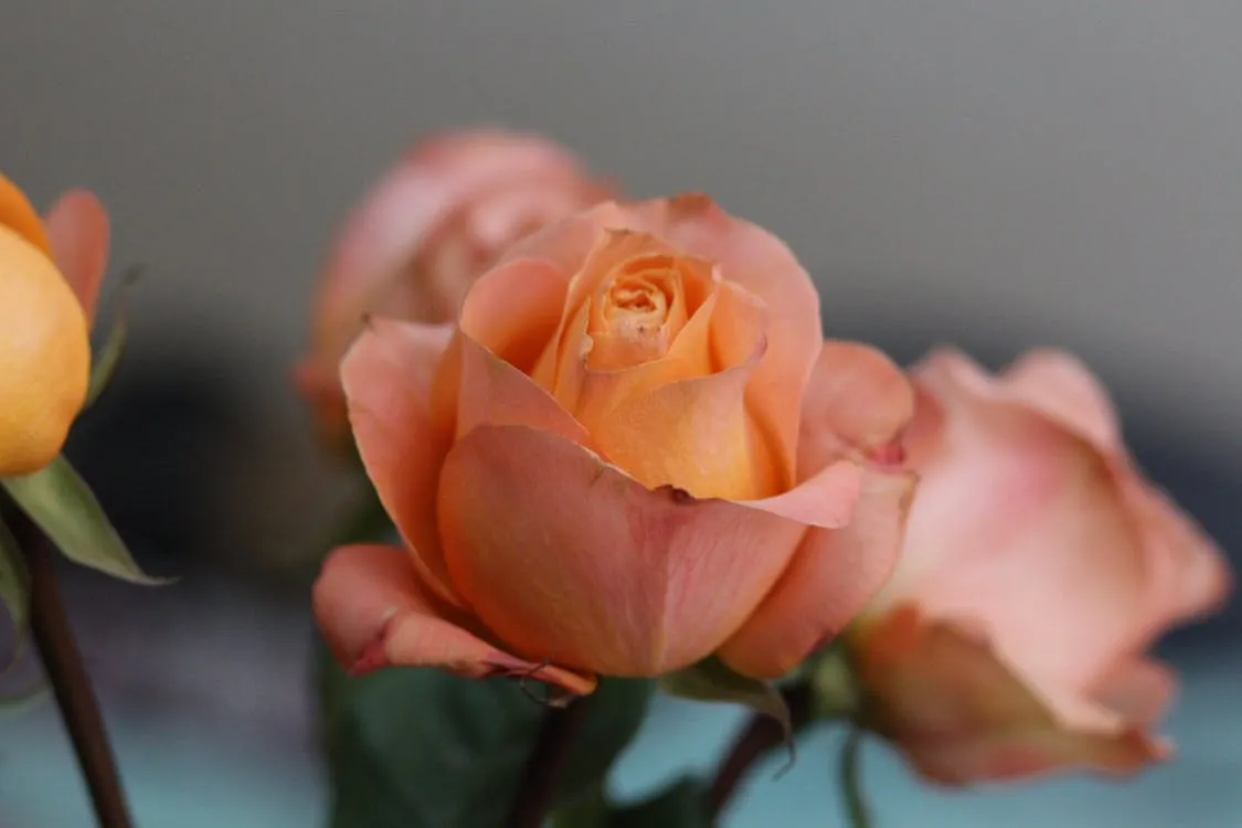 The Fascinating History And Charm Of The Peach Rose