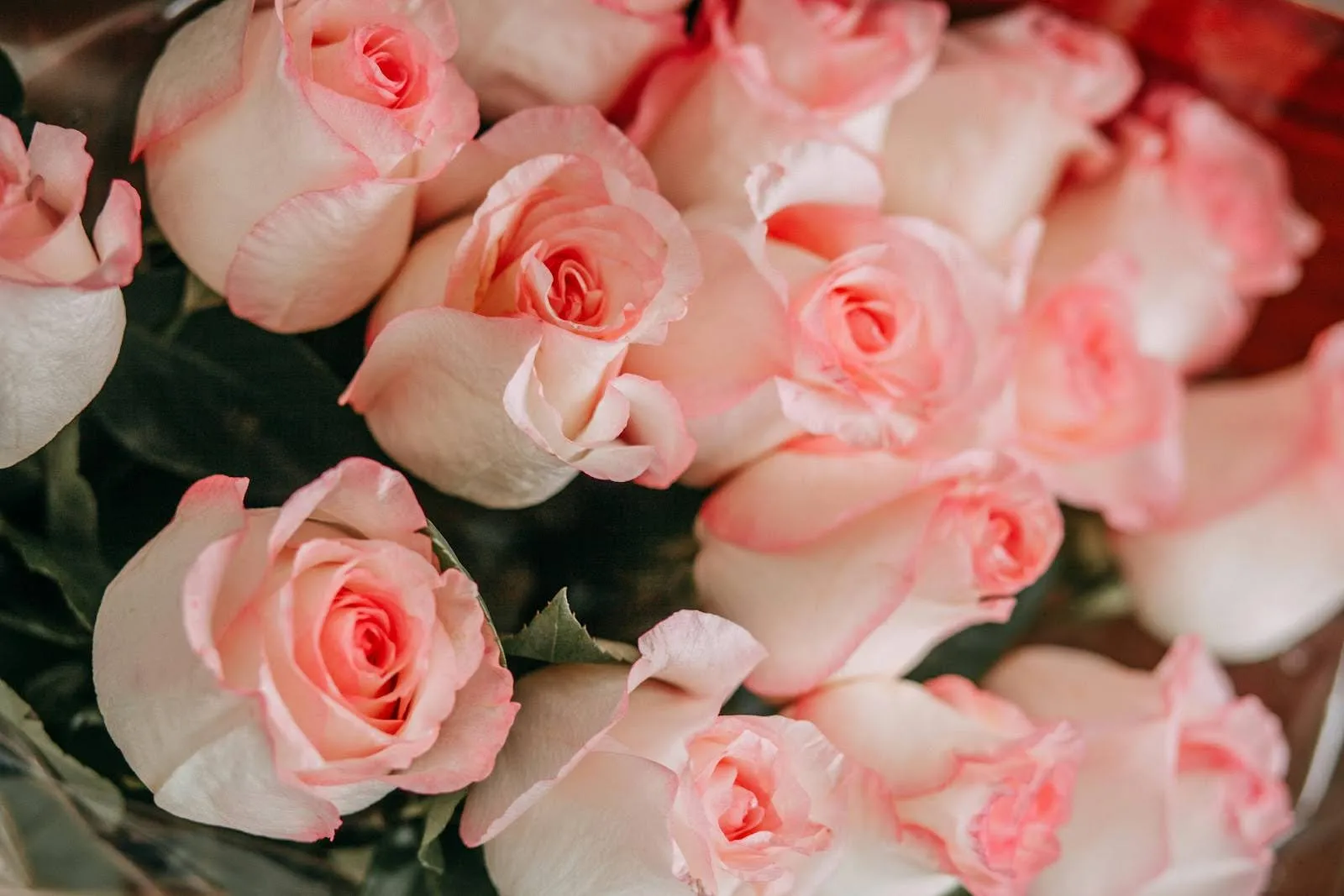 The Symbolism Behind Different Shades Of Pink Roses