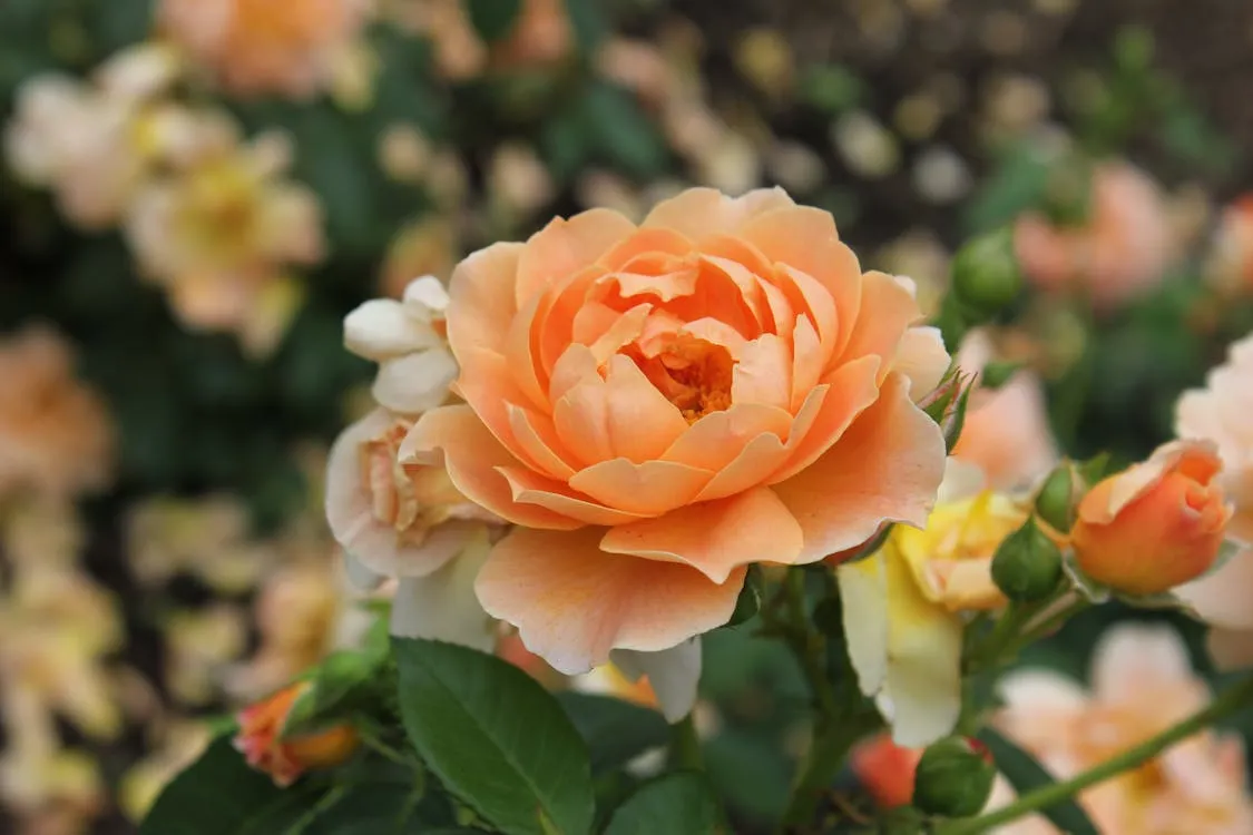 What Do Peach Roses Represent