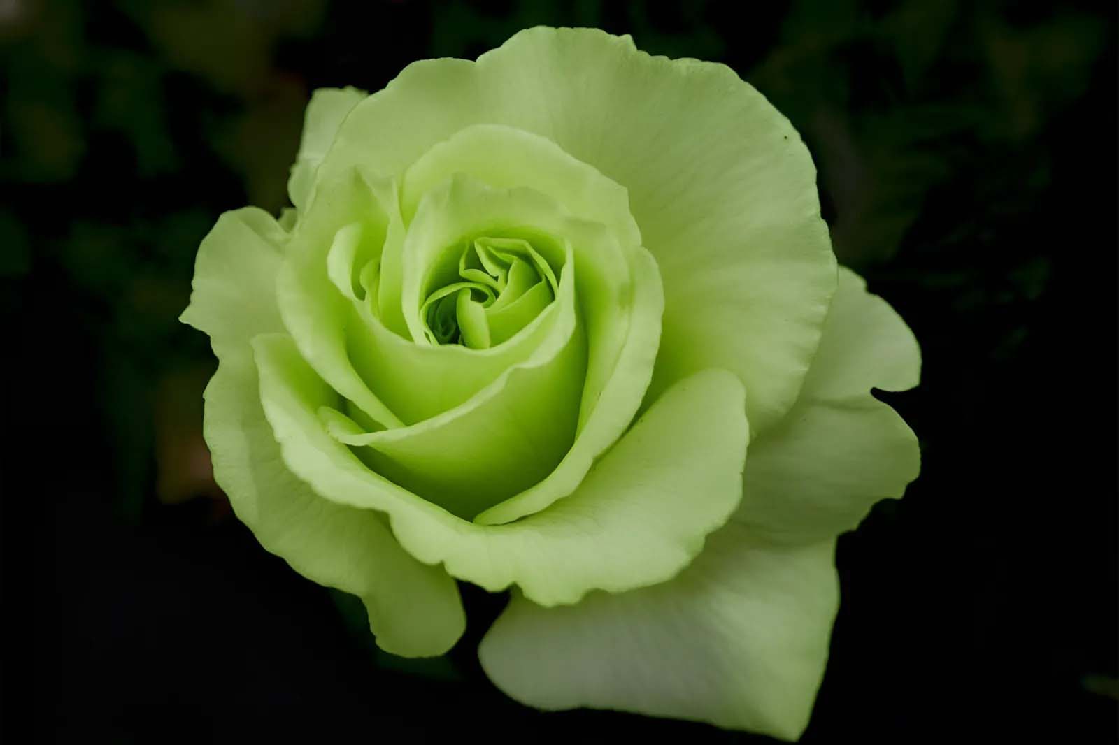 What Does Green Roses Mean? Uncovering The Core Symbolism