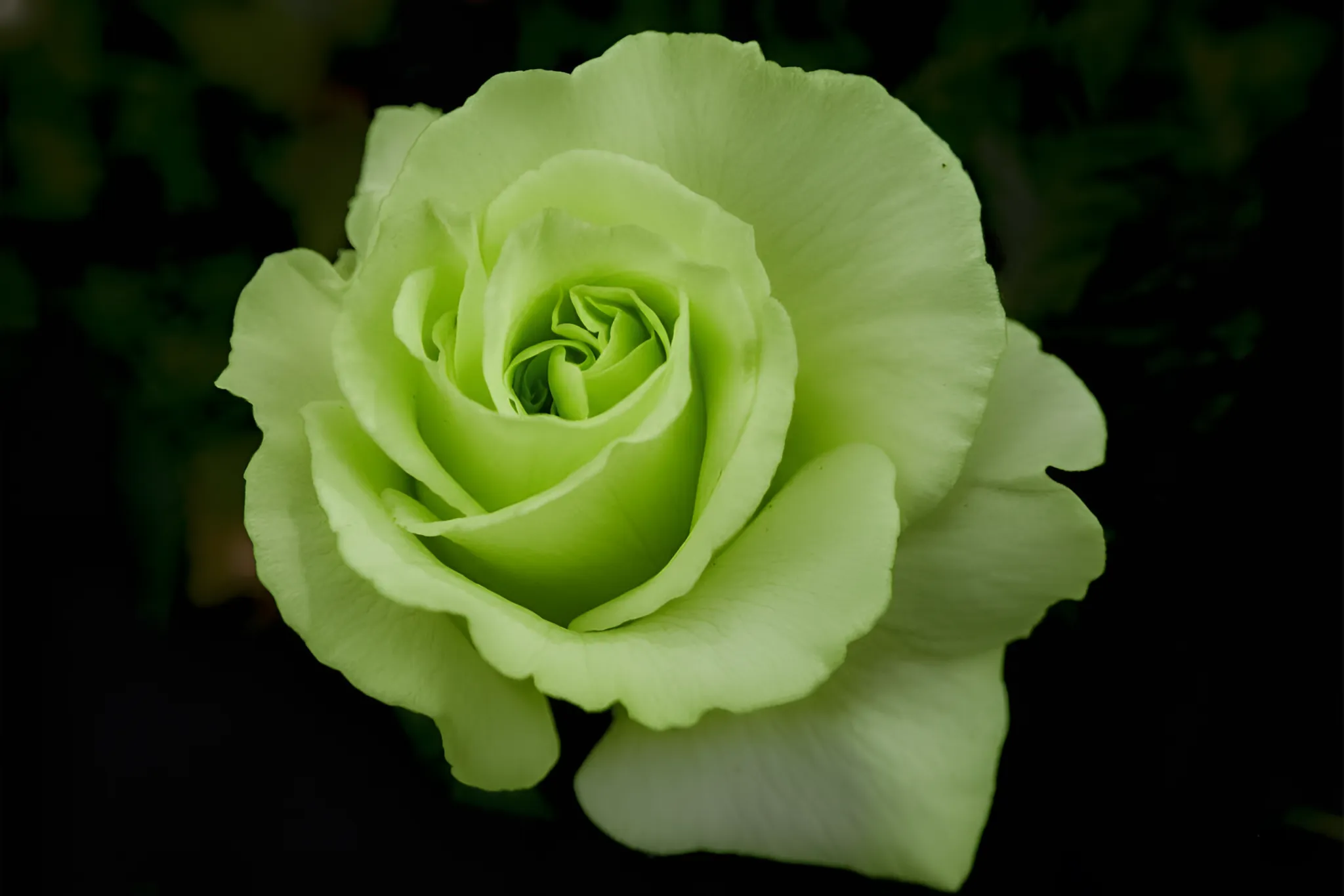 What Does Green Roses Mean Uncovering The Core Symbolism