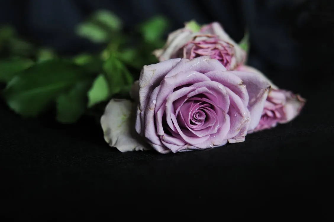 What Is The Meaning Of Lavender Roses