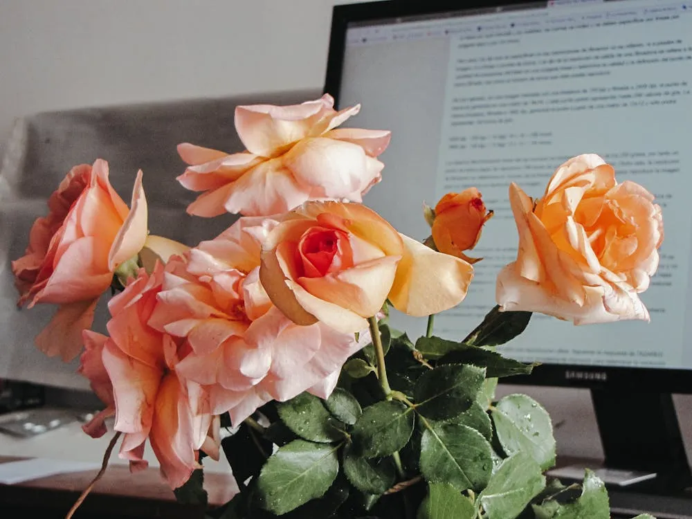 When Is The Perfect Time To Give Peach Coloured Roses